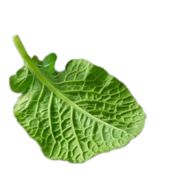 Leaf