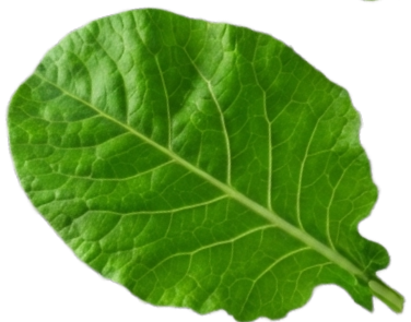 Leaf