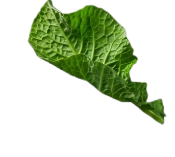Leaf