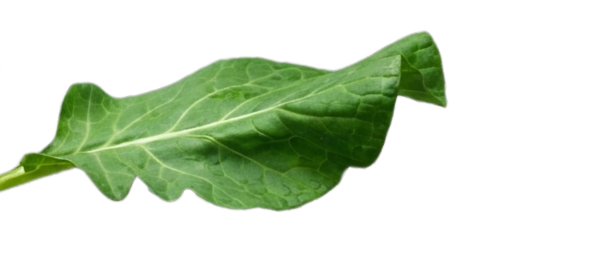 Leaf