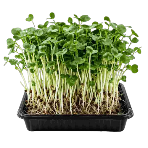 Microgreens tray